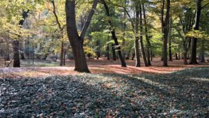 Mitt liv i Wrocław, kapitel 020 – Höstmeditation